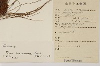 馬尾松藏品圖，第2張