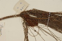 馬尾松藏品圖，第3張