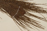 馬尾松藏品圖，第4張