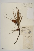 馬尾松藏品圖，第1張