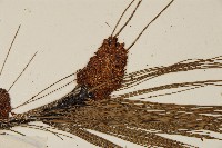 馬尾松藏品圖，第3張