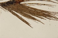 馬尾松藏品圖，第4張