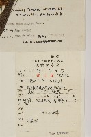 馬尾松藏品圖，第2張