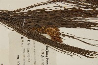 馬尾松藏品圖，第3張