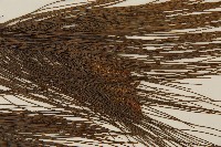 馬尾松藏品圖，第4張