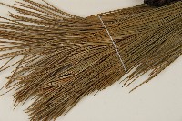 臺灣二葉松藏品圖，第4張