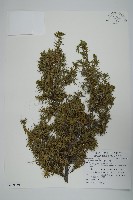 刺柏藏品圖，第1張