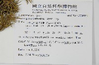 刺柏藏品圖，第2張