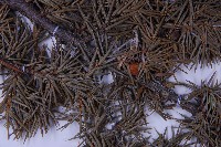 刺柏藏品圖，第3張