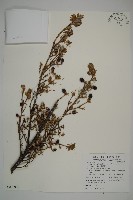 臺灣鐵杉藏品圖，第1張