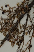 臺灣鐵杉藏品圖，第3張