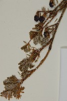 臺灣鐵杉藏品圖，第4張