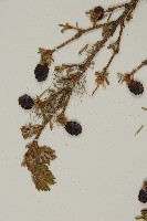 臺灣鐵杉藏品圖，第5張