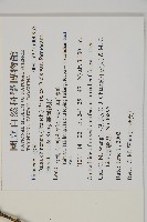 臺灣鐵杉藏品圖，第2張