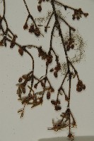 臺灣鐵杉藏品圖，第3張
