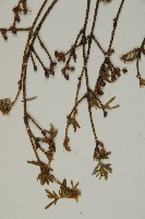 臺灣鐵杉藏品圖，第4張