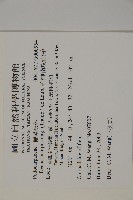 竹柏、南攻竹柏藏品圖，第2張