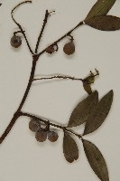 竹柏、南攻竹柏藏品圖，第3張