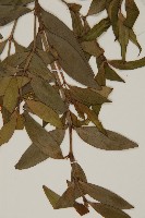 竹柏、南攻竹柏藏品圖，第4張