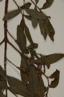 竹柏、南攻竹柏藏品圖，第5張