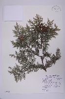 臺灣扁柏藏品圖，第1張