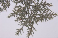 臺灣扁柏藏品圖，第5張