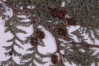 紅檜藏品圖，第3張