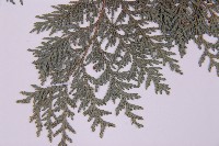 紅檜藏品圖，第4張