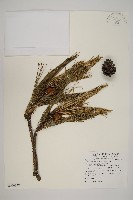 臺灣二葉松藏品圖，第1張