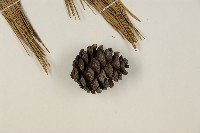 臺灣二葉松藏品圖，第3張