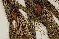 臺灣二葉松藏品圖，第4張