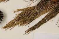 臺灣二葉松藏品圖，第5張