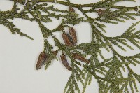 台灣肖楠藏品圖，第3張