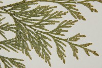 台灣肖楠藏品圖，第4張