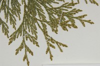 台灣肖楠藏品圖，第5張