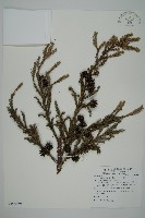 柳杉藏品圖，第1張