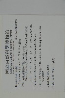 柳杉藏品圖，第2張