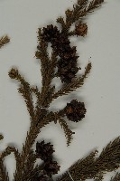 柳杉藏品圖，第3張