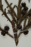 柳杉藏品圖，第4張