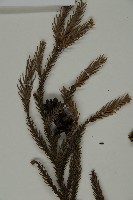 柳杉藏品圖，第5張