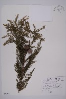 落羽松、美國水松藏品圖，第1張