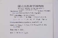 落羽松、美國水松藏品圖，第2張