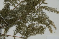 落羽松、美國水松藏品圖，第4張