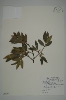 竹柏藏品圖，第4張