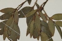 竹柏藏品圖，第6張