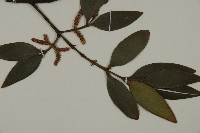 竹柏藏品圖，第7張