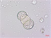 竹柏藏品圖，第1張