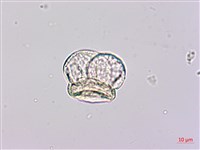 竹柏藏品圖，第2張