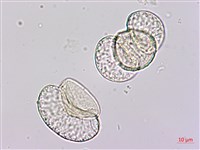 竹柏藏品圖，第3張