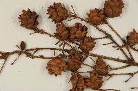 鐵杉藏品圖，第3張